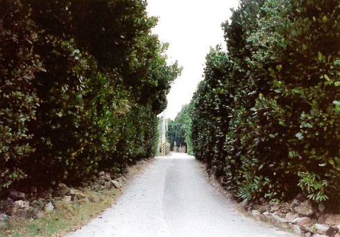 ファイル 77-1.jpg